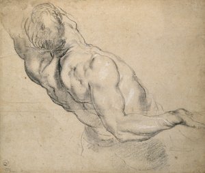 Estudio de un torso masculino desnudo